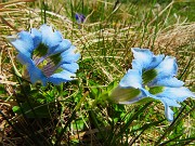 69 Gentiana acaulis (Genziana di  Koch) rara variante azzurra